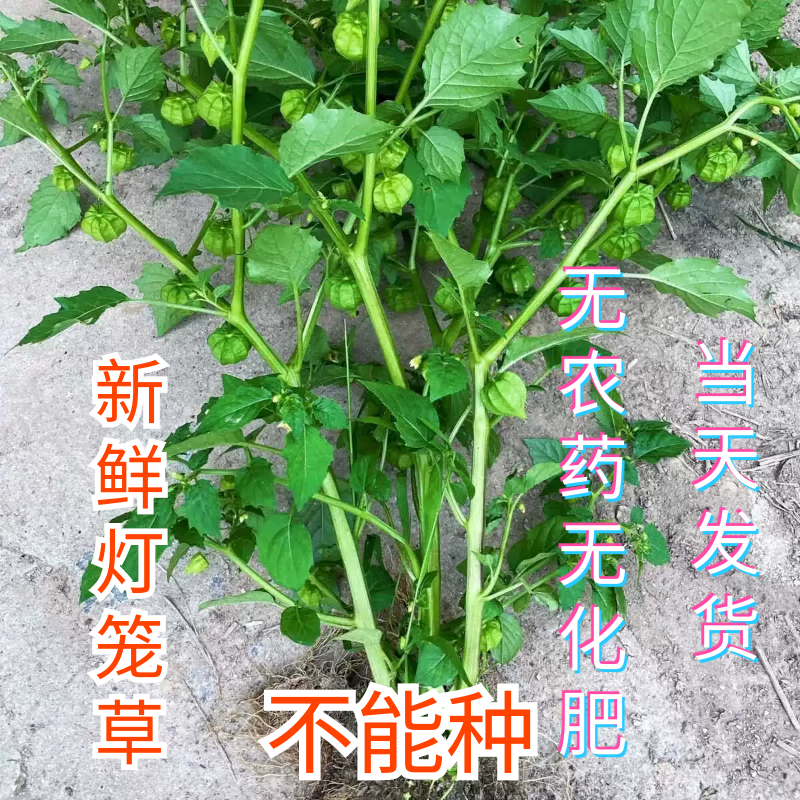 新鲜灯笼果草药黄灯笼草天泡草打卜草打额泡清热降下火黄姑娘干品