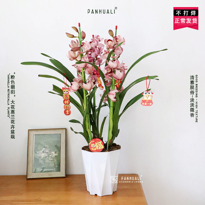 特级大花惠兰香兰真花卉鲜花盆栽