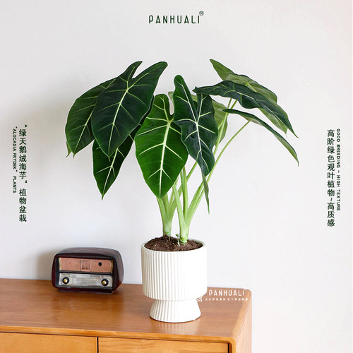 [发顺丰]绿天鹅绒海芋送支撑杆