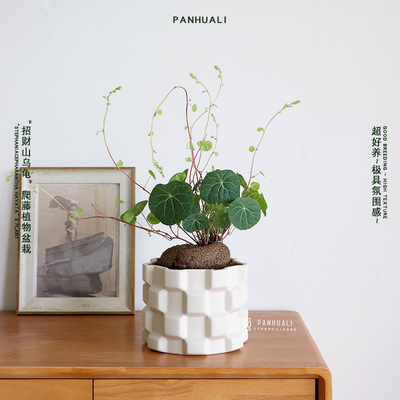招财山乌龟室内绿植带芽带根发出