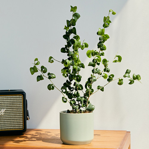 卷叶榕超好养活的室内植物盆栽