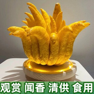 云南特大佛手柑鲜果新年装饰室内盆栽天然香薰新鲜现摘观赏闻香