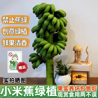 【拒绝蕉绿】一整株小米蕉桌面绿植办公室自然熟可食用水培香蕉