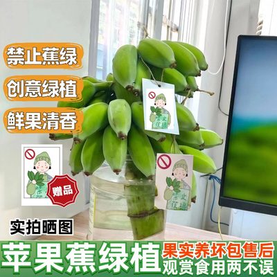 整株苹果蕉桌面绿植可食用水培香蕉办公室送礼拒绝禁止蕉绿