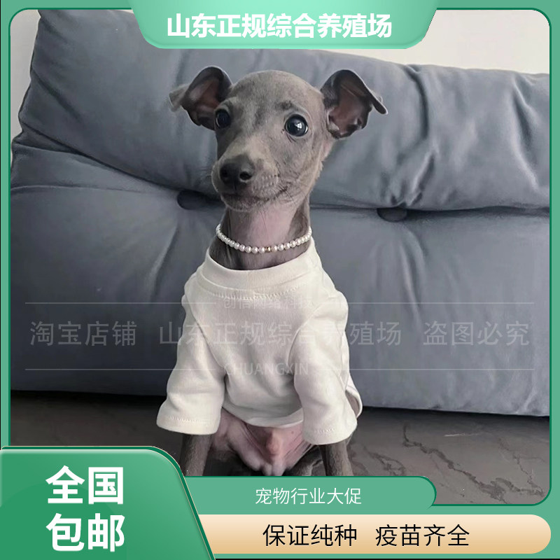 意大利小灵缇奥利奥,意大利小灵缇小型_大山谷图库