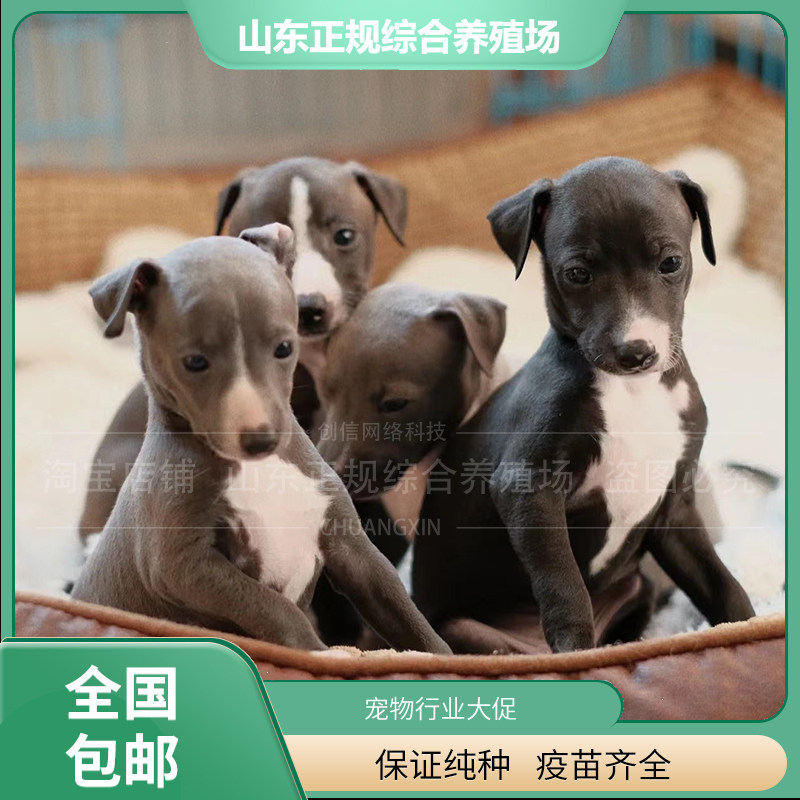 意大利小灵缇犬纯种幼犬迷你宠物狗活体赛级双血统灰白灵缇犬