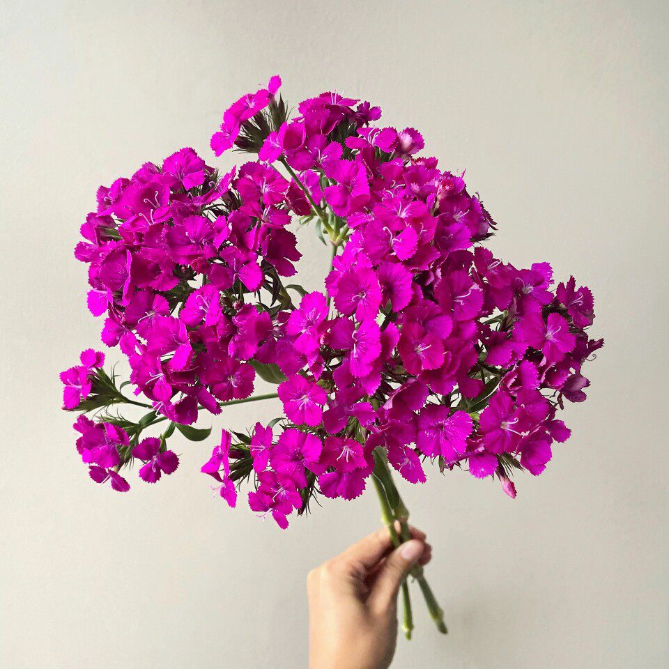 精选相思梅鲜切花客厅摆设鲜花花束配花叶材草花植物花卉花艺配搭