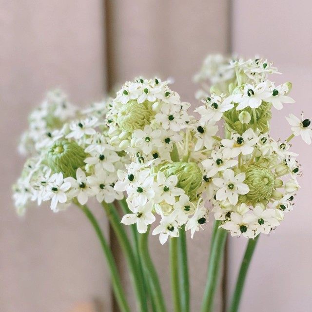 精选天鹅绒鲜切花伯利恒之星客厅水养鲜花植物花卉花艺配搭发顺丰