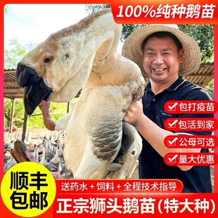 特大种狮头鹅活苗幼苗脱温狮头鹅苗潮汕狮头鹅纯种大苗
