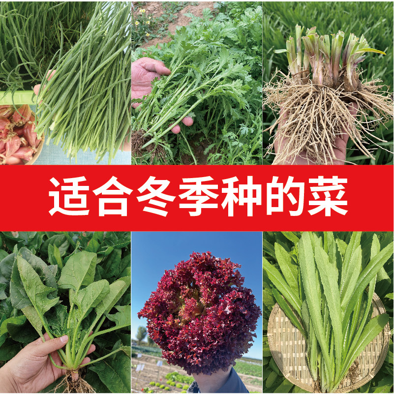 秋冬季蔬菜种子大全菠菜香菜小白菜籽耐低温四季阳台盆栽蔬菜种孑
