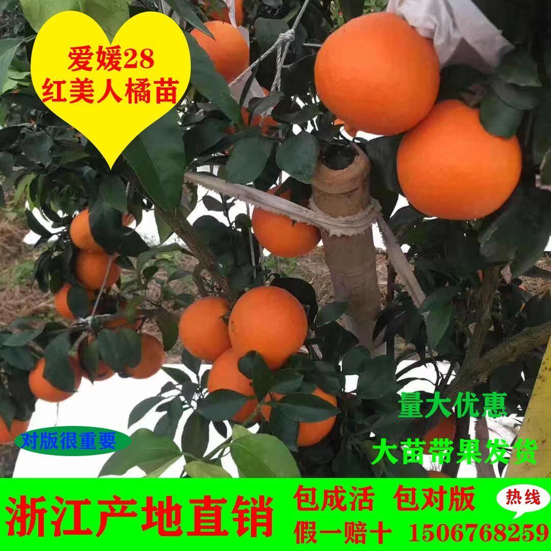 爱媛38号28号红美人桔子树大苖带果嫁接结果树苖室内外种植橘子树