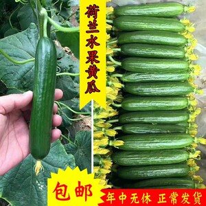 进口荷兰小黄瓜种籽水果黄瓜种子小青瓜四季阳台盆栽春播蔬菜种孑