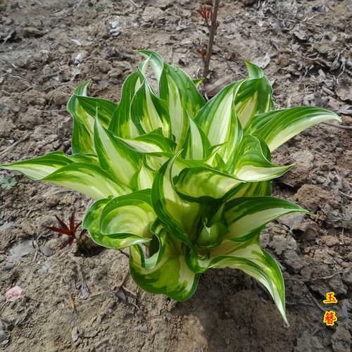 玉簪花苗彩色地被植物金边青耐寒