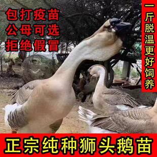 一斤狮头鹅活苗正宗特大脱温散养纯种潮汕澄海幼苗灰白鹅崽仔宠物