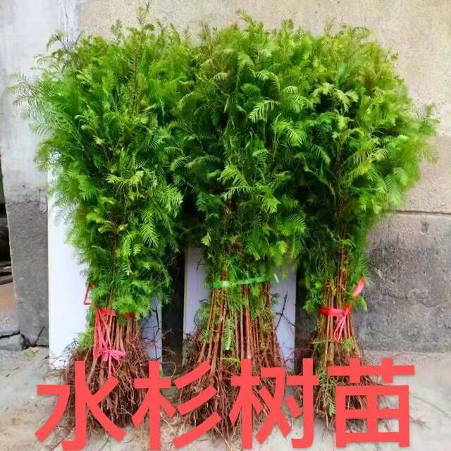 水杉苗水杉树苗 云杉池杉小苗 落羽杉中山杉树苗 庭院绿化景观树