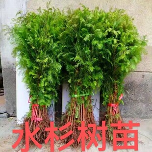 水杉苗水杉树苗 云杉池杉小苗 落羽杉中山杉树苗 庭院绿化景观树