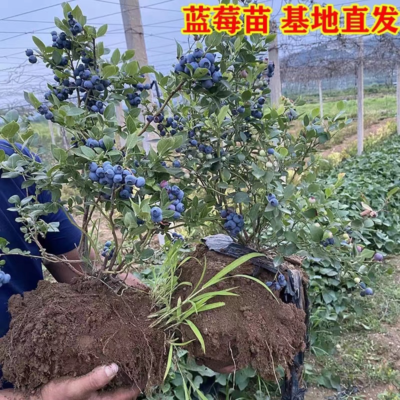 四季南北方种植带原土果树苗发货