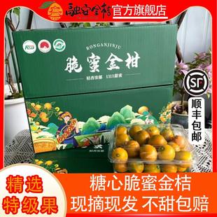 广西融安金桔正宗脆蜜金柑新鲜水果第三代脆蜜金桔6号5斤糖心纯甜