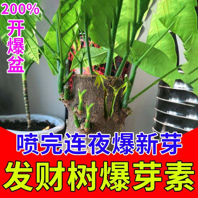 发财树爆芽专用肥料治叶子发黄掉叶发财树怎么养枯黄叶烂根活力素