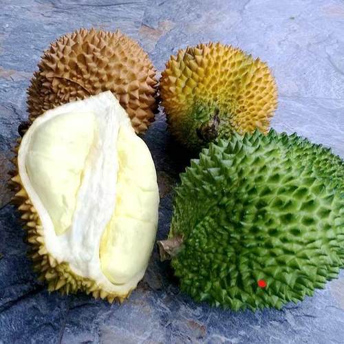 仿真塑料榴莲PU假榴莲假水果模型摆件家居摄影道具水果店超市装饰
