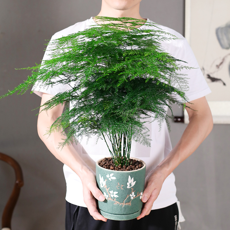 文竹盆栽大型植物盆景室内绿植花卉办公室桌面小苗四季常青好养 鲜花速递/花卉仿真/绿植园艺 绿植 原图主图