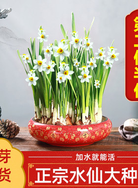 水仙花室内客厅花卉春季冬季