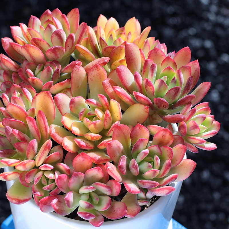 小叮当多肉植物 多头老桩室内花卉绿植新款肉肉植物盆栽客厅阳台