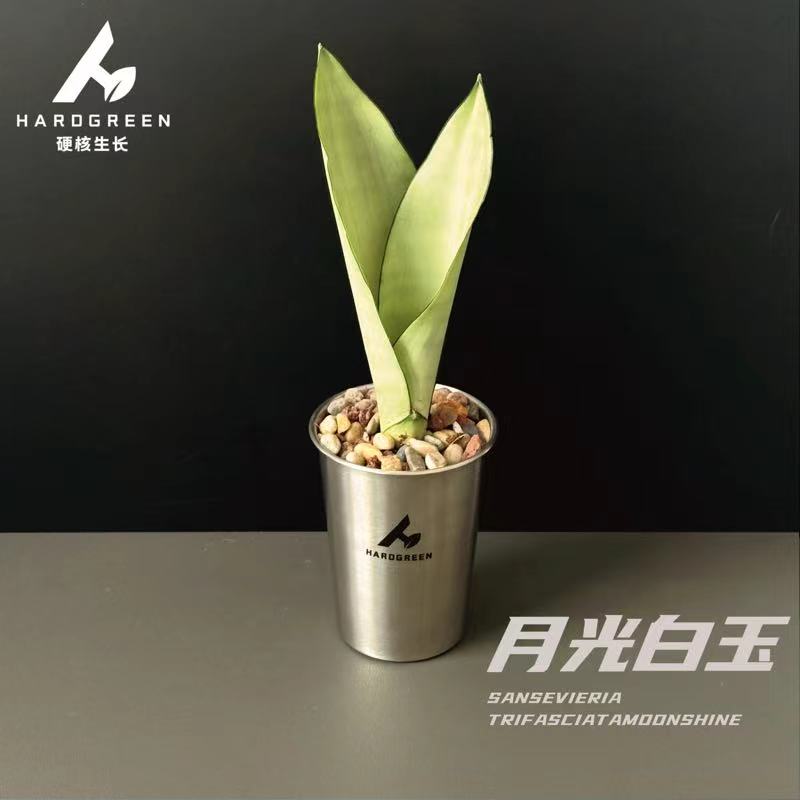 月光白玉 虎皮兰小盆栽办公室网红ins风空气净化耐阴易活室内绿植