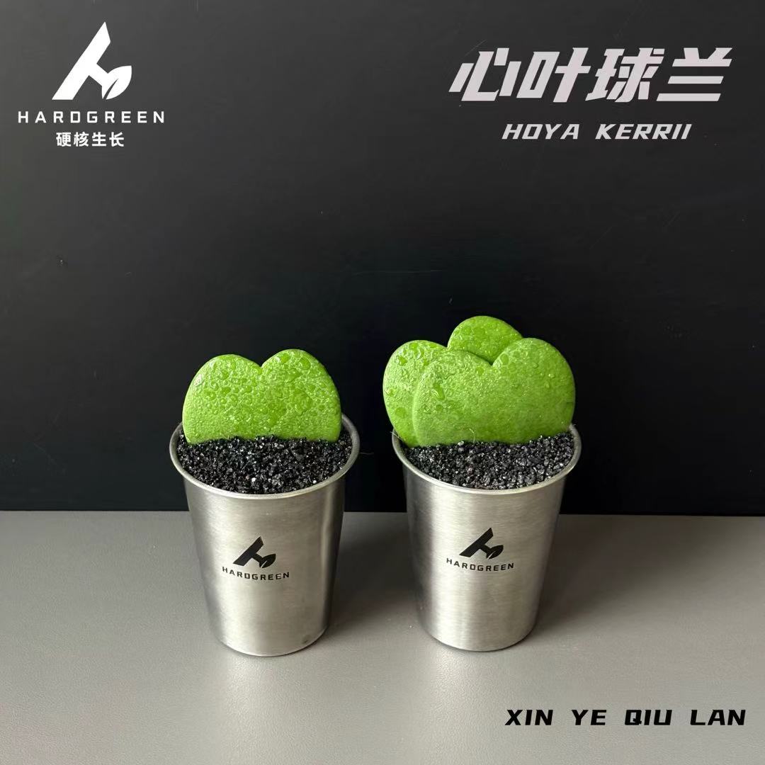 心叶球兰多肉盆栽创意表白送礼