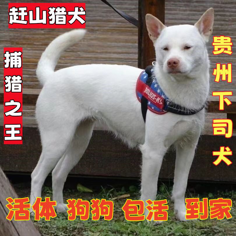 贵州下司犬长毛下司短毛虎头中华田园犬混血下司山狗幼犬猎犬活泼