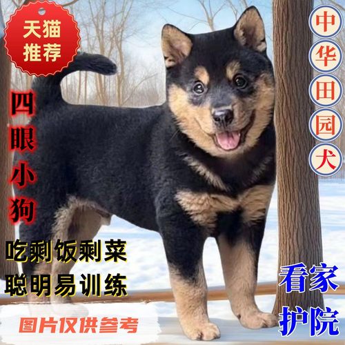 中华田园犬幼犬狗狗领养活家养土狗活体农村看家护院犬物四眼纯种