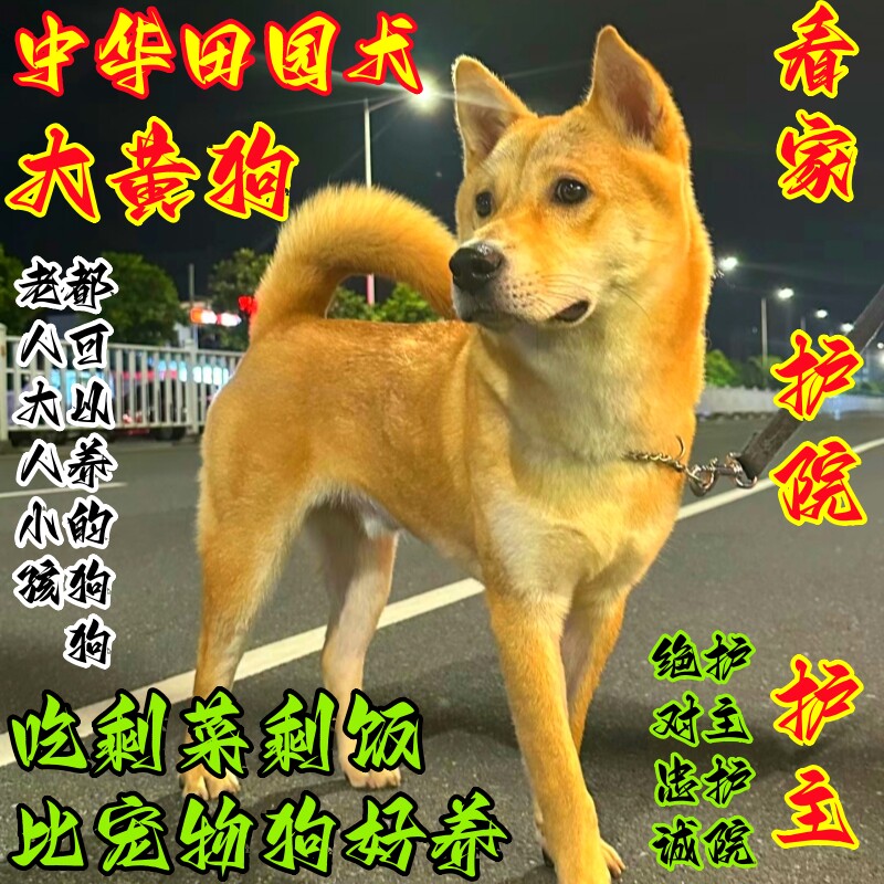 中华田园犬看家护院大黄狗纯种幼犬2个月黄狗白脸铁包金四眼小狗
