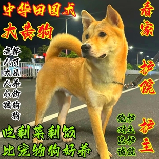 中华田园犬看家护院大黄狗纯种幼犬2个月黄狗白脸铁包金四眼小狗