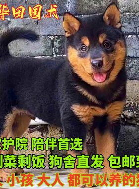 黑色四眼铁包金中华田园犬看门土狗看家护院好养小狗幼崽广西土猎