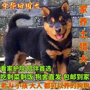 黑色四眼铁包金中华田园犬看门土狗看家护院好养小狗幼崽广西土猎