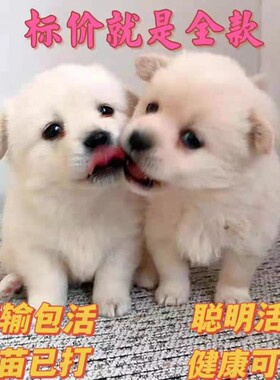 中华田园犬活物小狗活体可爱小花狗小白狗小黑狗幼犬土狗领养便宜
