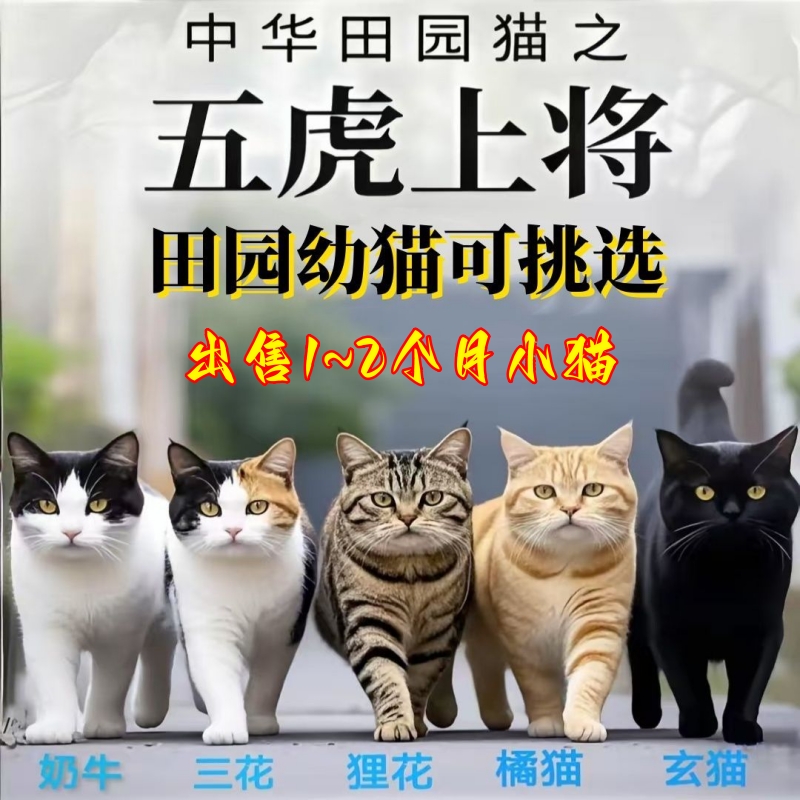 小奶猫中华田园猫猫咪幼崽活物