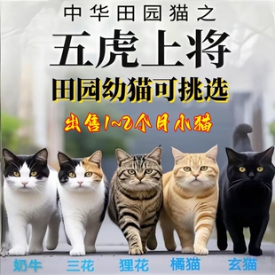 小奶猫中华田园猫猫咪幼崽活物橘猫橘白狸猫黑猫白猫宠物猫狸白猫