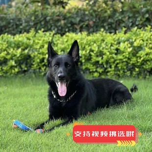 东德牧羊犬纯种幼犬纯黑色犬狼灰色活体德牧狼狗马犬中亚牧羊犬