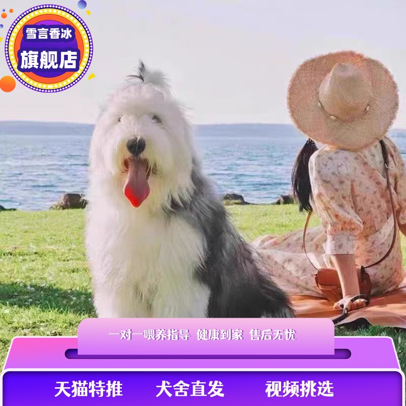 纯种古牧幼犬英国古代牧羊犬幼犬白头通背古牧犬活体宠物狗狗