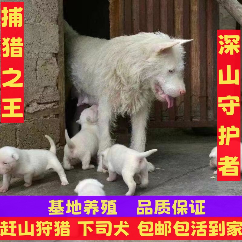 贵州下司犬中短毛五红纯种2个月狩猎犬赶山狗活体