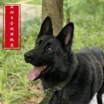 东德牧羊犬纯种幼犬纯黑色犬狼灰色活体德牧狼狗马犬中亚牧羊犬