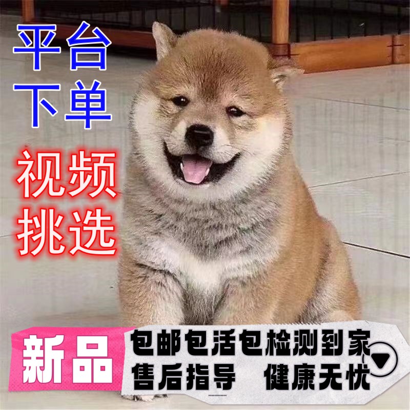 柴犬幼犬活体纯种日本柴犬狗狗秋田犬幼犬日本田园犬幼犬