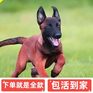 纯种马犬幼犬活体比利时马犬警犬猎犬中型犬德国牧羊犬家养宠物狗