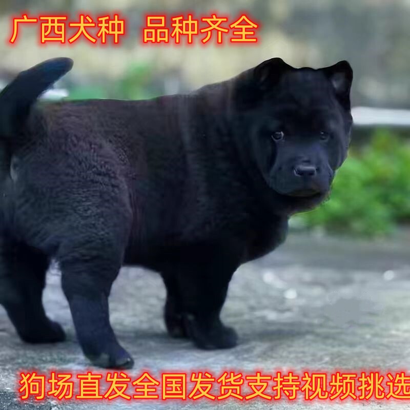 纯种广西白土松犬熊犬中华田园犬黄狗白面五红犬粉鼻子土松狗活物图片