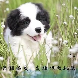 边牧犬黑白色陨石色边牧幼犬活体宠物狗红棕色边境牧羊犬幼崽