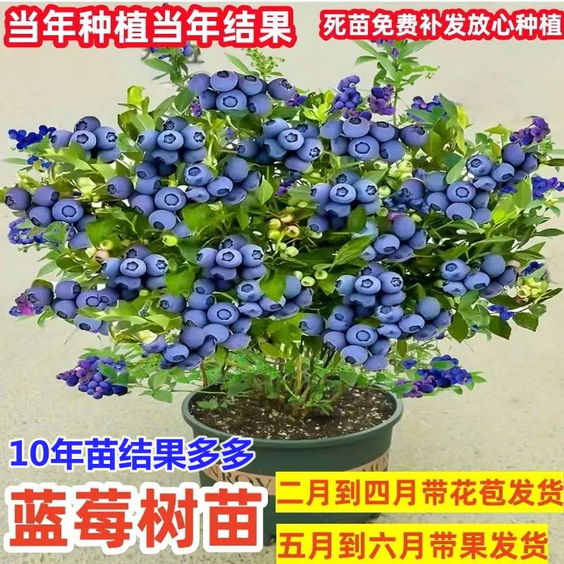 蓝莓树果苗带花苞南北方种植