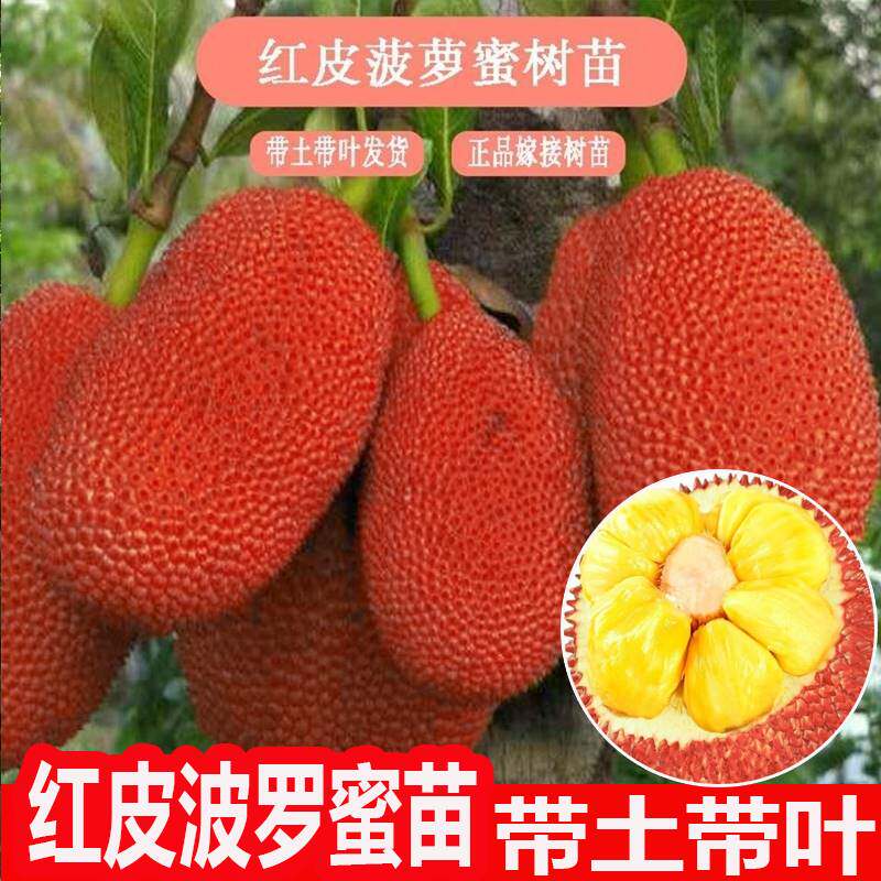 红皮红肉菠萝蜜苗嫁接树苗木菠萝苗马来西亚1号当年结果带土带叶