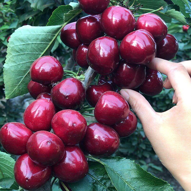 车厘子树苖特大樱桃盆栽嫁接果树南北方种植庭院当年结果樱桃树苗