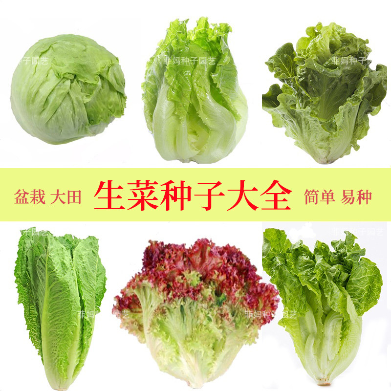 结球奶油玻璃沙拉紫叶生菜种子大全阳台田园室内四季蔬菜种籽孑苗